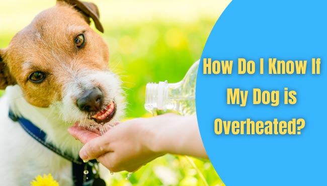 How Do I Know If My Dog is Overheated?