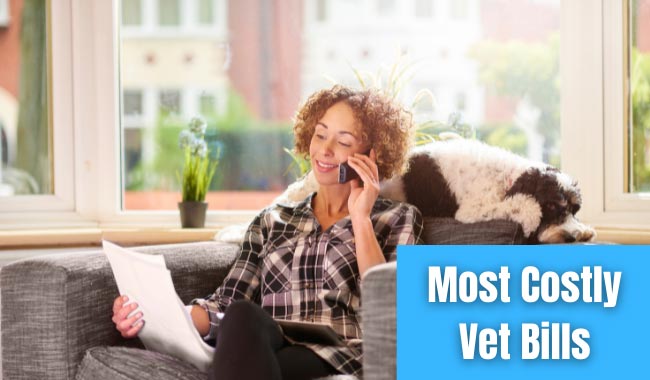 Most Costly Vet Bills