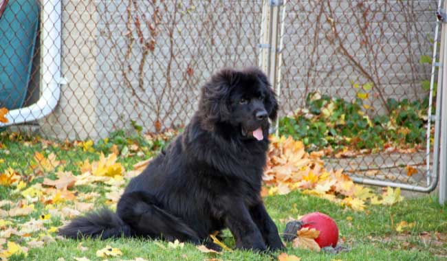 Newfoundland temperament and personality