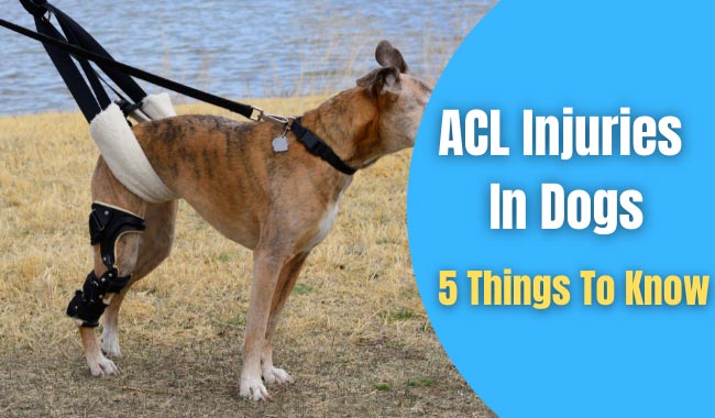 acl injuries in dogs