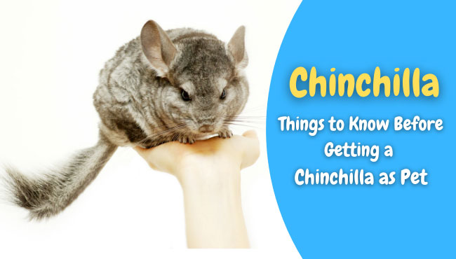 chinchilla as a pet