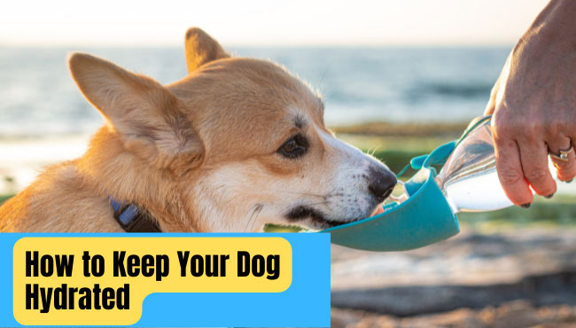 how to keep your dog hydrated