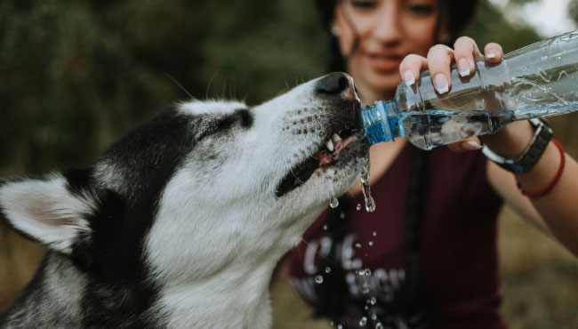 how to keep your dog hydrated