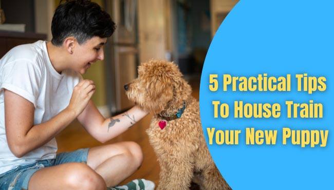 5 Practical Tips To House Train Your New Puppy