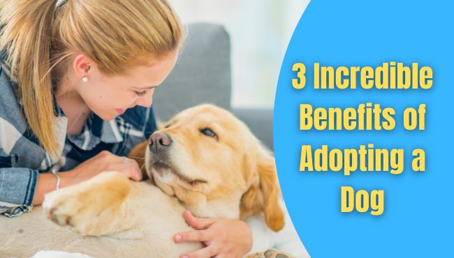 benefits of adopting a dog