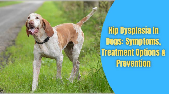 hip dysplasia in dogs signs