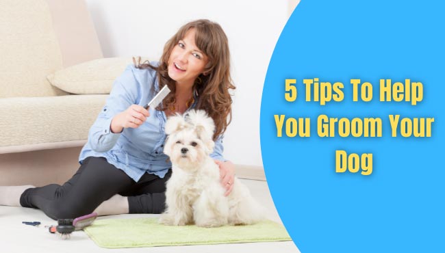 tips to groom your dog