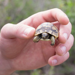 Baby Turtle Care