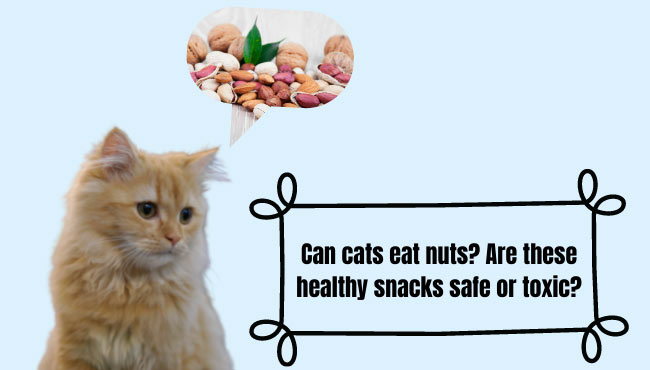 Can cats eat nuts?