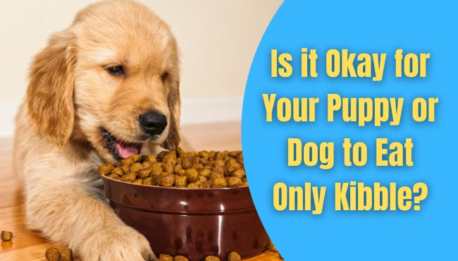 Is it Okay for Your Puppy or Dog to Eat Only Kibble?