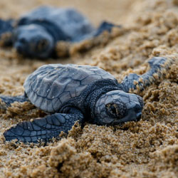 Prepare the Pet Housing for Baby Turtles