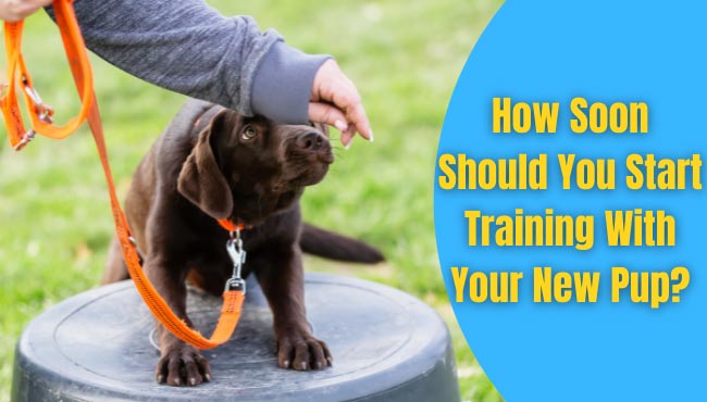 best age to start training a dog