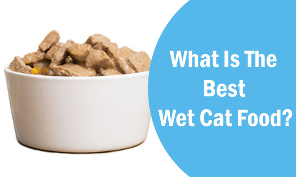 wet cat food healthy