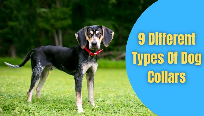 what are the different types of dog collars