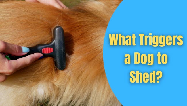 what causes a dog to lose hair