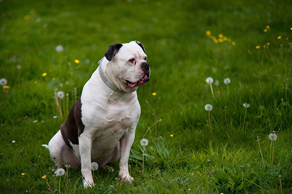 American Bulldog