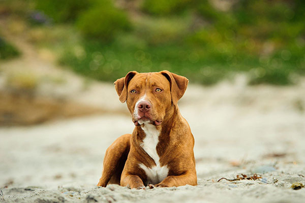 American Pit Bull Terrier Breeders