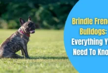 brindle french bulldogs