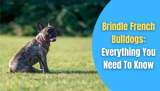 brindle french bulldogs