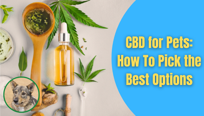 CBD for Pets