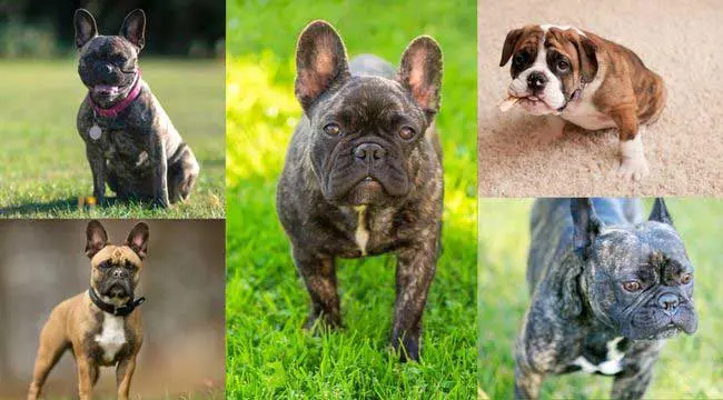 Different Colored Brindle Frenchi