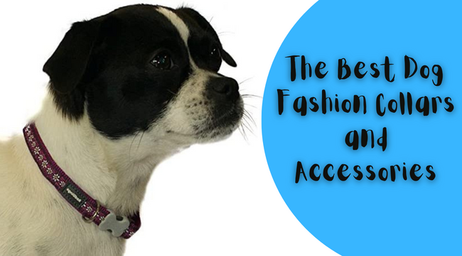 Best Dog Fashion Collars