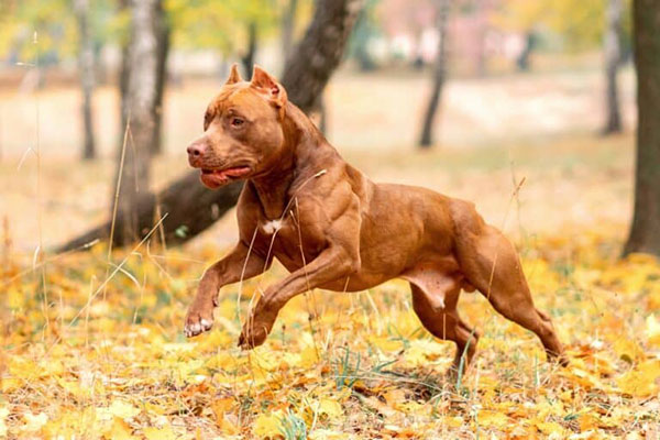 Ways to Make Your Pitbull More Muscular