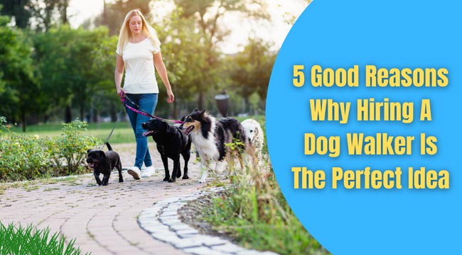 benefits of a dog walker