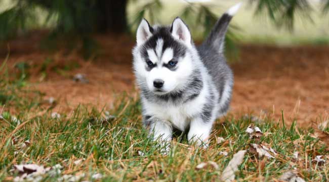 crate train a husky puppy