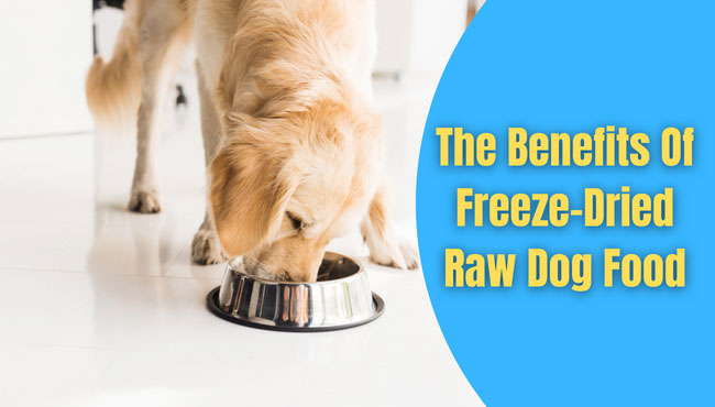 freeze dried raw dog food