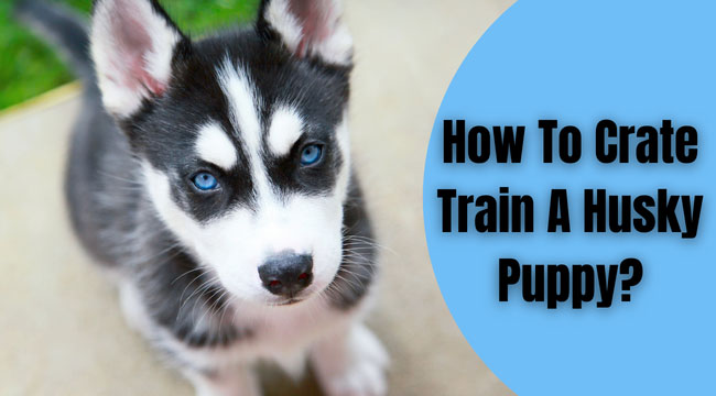 how to crate train a husky puppy