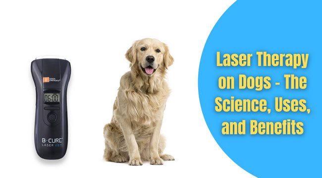 laser therapy on dogs