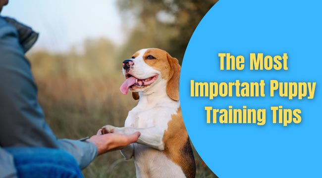 puppy training tips on