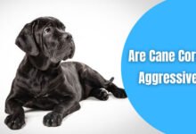 Are Cane Corsos Dog Aggressive?