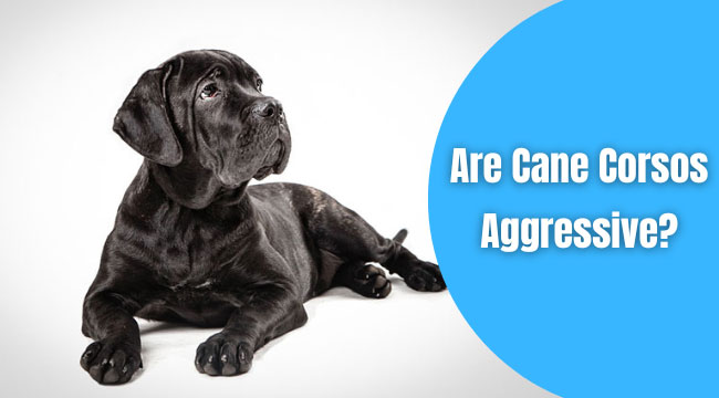 Are Cane Corsos Dog Aggressive?