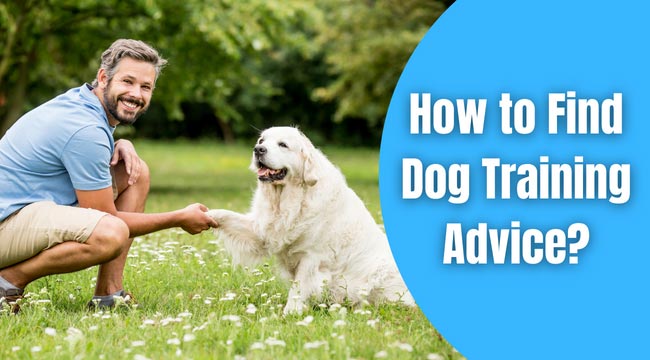 How to Find Dog Training Advice?