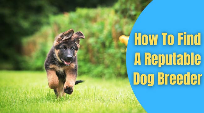 How To Find A Reputable Dog Breeder