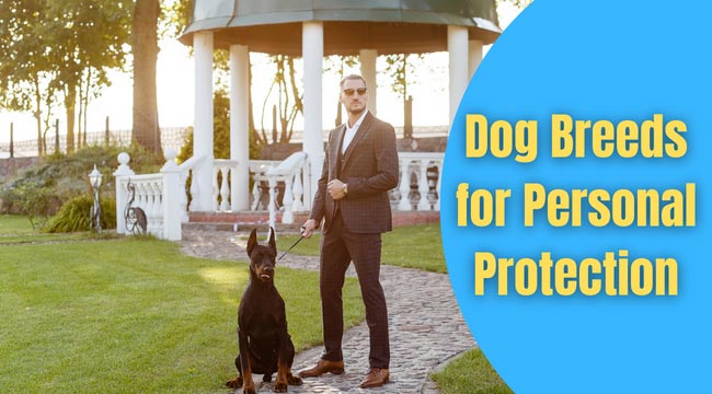 best dog for protection