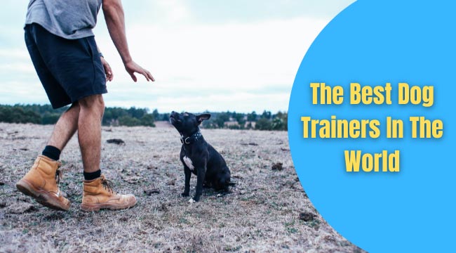 best dog trainers