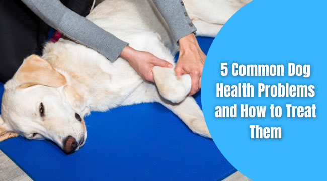 common health problems in dogs