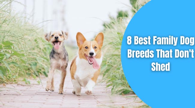 family dog breeds that don't shed