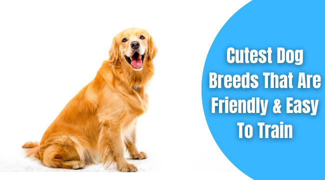 friendly easy to train dog breeds