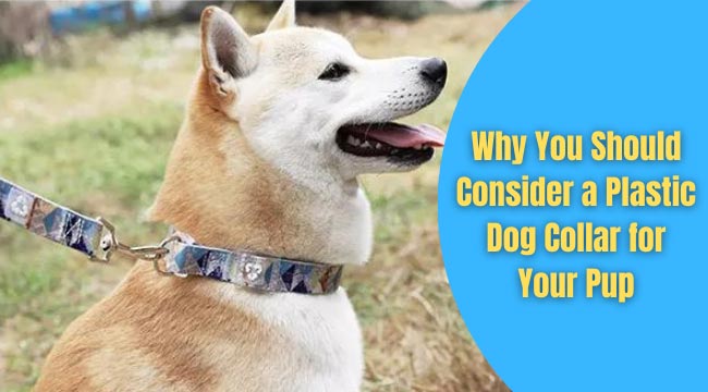 plastic collar for dogs