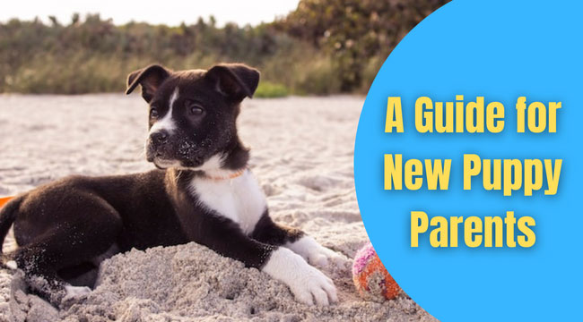 A Guide for New Puppy Parents
