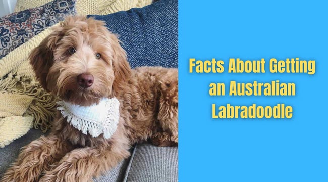 Australian Labradoodle