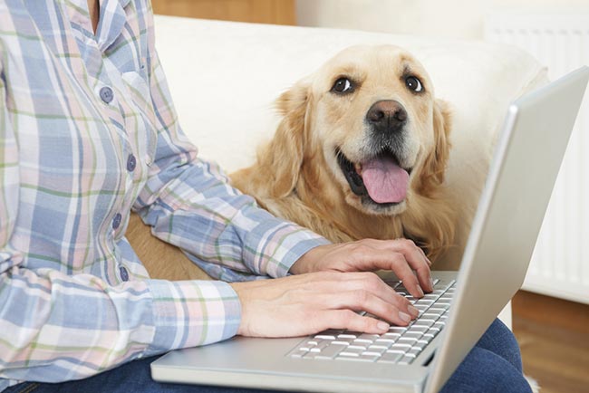 best pet insurance in florida