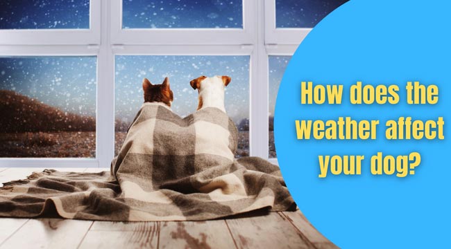 does weather affect dogs