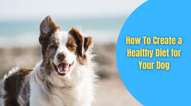 healthy diet for a dog