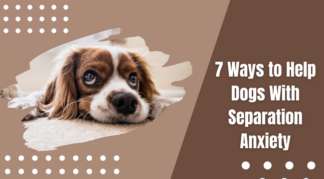 Ways to Help Dogs With Separation Anxiety