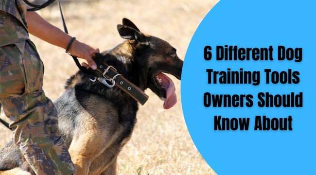 Dog Training Tools